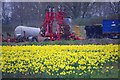 Field of Daffs