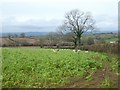 Sheep grazing below Saint Hill