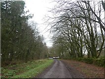 ST1008 : Looking to the road from a track on Newcombe Common by David Smith