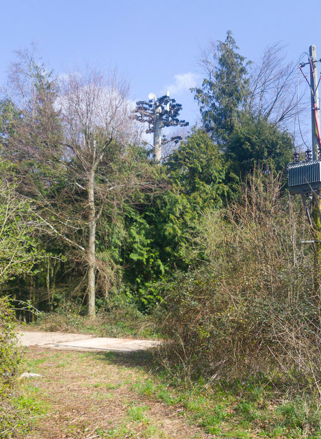 Disguised mobile phone mast in Cheriton Wood