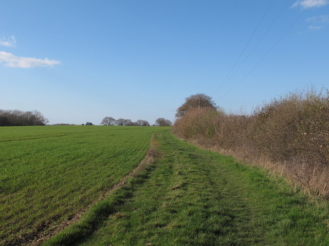 St Peter's Way along Arable Field Boundary, West Hanningfield