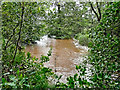 SJ9850 : River Churnet south of Cheddleton in Staffordshire by Roger  D Kidd