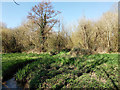 Stream through Waterlea Meadow