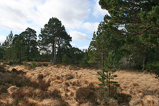 Pine Forest © Anne Burgess :: Geograph Britain and Ireland