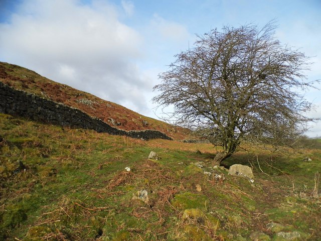 Tree below Crossthwaite Scars © Anthony Parkes cc-by-sa/2.0 :: Geograph ...