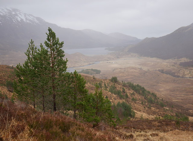 Scots pine above Athnamulloch
