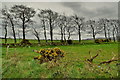 Line of trees, Coolcreaghy