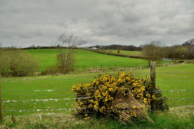 Whins, Coolcreaghy © Kenneth Allen Cc-by-sa 2.0 :: Geograph Ireland