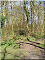 Woodland at Sherdley Park