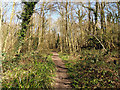 Woodland path, Broadfield Park