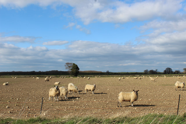 Field beside Catterton Lane © Chris Heaton cc-by-sa/2.0 :: Geograph ...