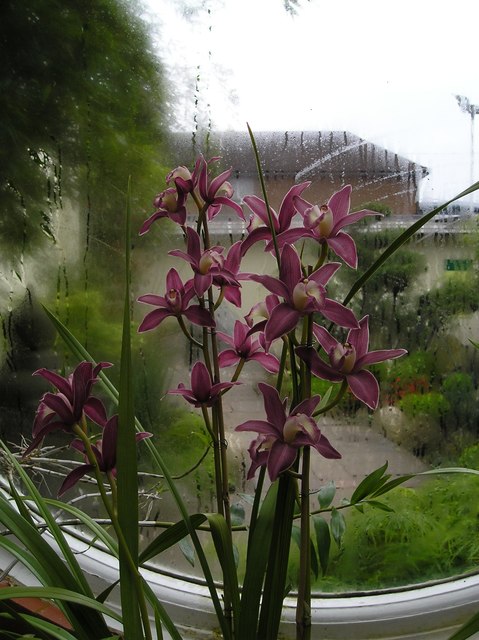 Orchid, Birmingham Botanical Gardens
