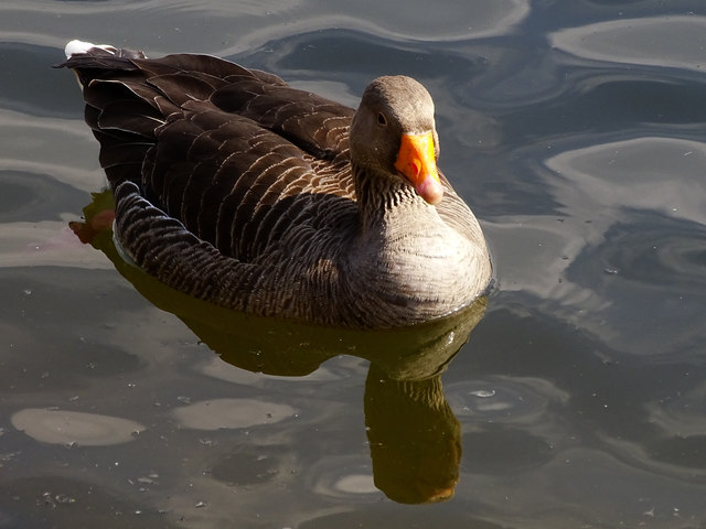 Greylag goose, Coate Water Country Park, Swindon