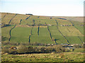 Windyside Pastures below High Wood Meadows