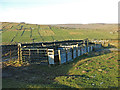 Sheep pens near Saugh Shield