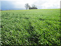 Field near to Chambers Manor Farm