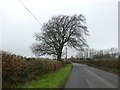 Lone tree south of Stibb Cross