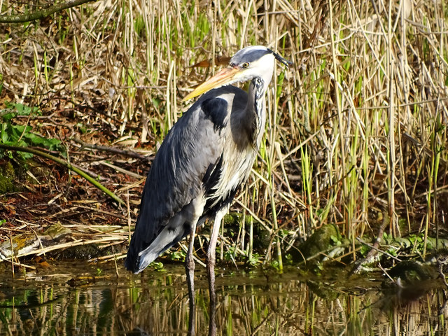 Heron, Coate Water Country Park, Swindon