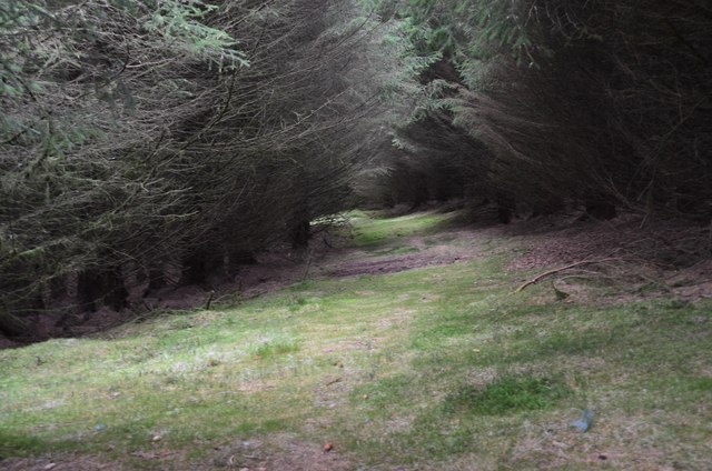 A way into the forest, Whiteknowe Head