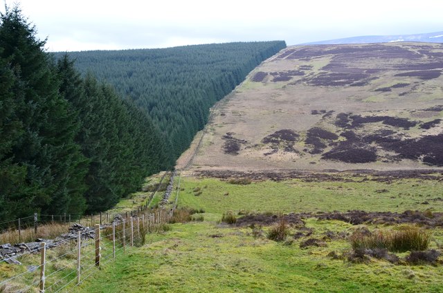 Forest edge from Deuchar Law