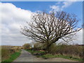 Tree on Chevington Lane