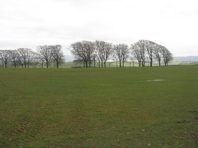 Trees on a field boundary