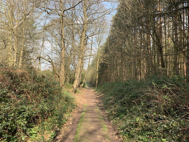 Path in the woodland © Andrew Abbott cc-by-sa/2.0 :: Geograph Britain ...