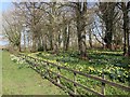 Daffodils in the woodland