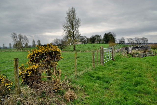 Whins along a fence, Deroran