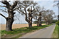 Veteran trees on Erwarton Walk