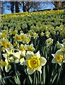 Daffodils by the entrance to Bingham Park