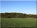 Gorse on Knox Hill