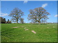 Grazing near Milford Lodge