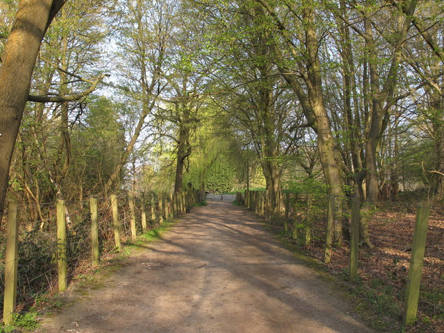 Tree Lined Track to Thorndon Hall, Brentwood