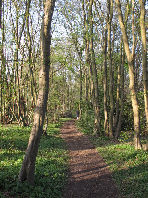 Path through Hare Hall Shaw Wood, Brentwood