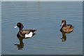 Tufted Ducks