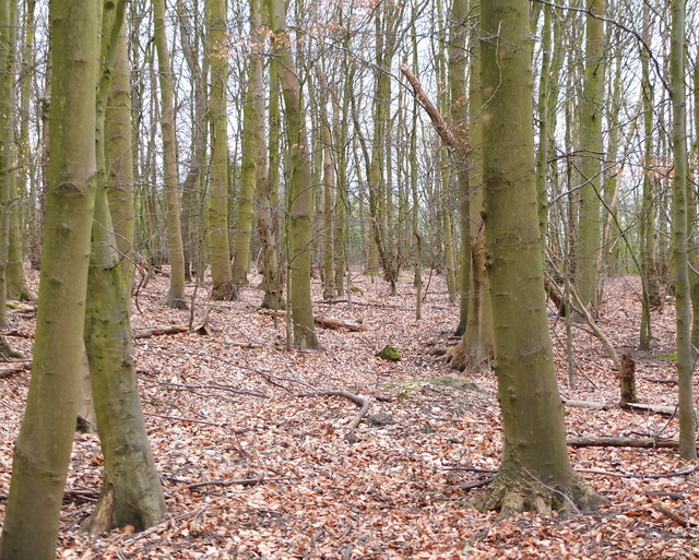Woodland on the Salford Trail at Linnyshaw Moss