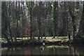 Swans and footpath through woodland by River Wharfe, Boston Spa