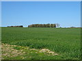 Crop field near Larden Grange