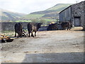 Welsh Black cattle at Ysguboriau