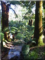 Tree ferns (Dicksonia antarctica) alongside the stream at Trengwainton House