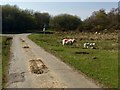 Sheep on Clyne Common