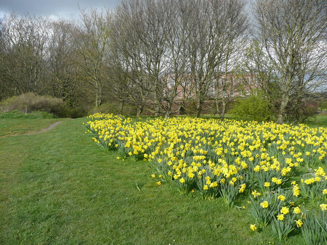 Daffodils alongside a path, Temple Newsam, Leeds