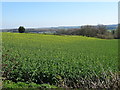 Oilseed rape near Patton Grange