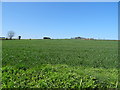 Crop field near Patton Grange