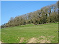 Grazing north west of Bourton