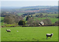 Grazing towards Callaughton Farm