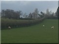 Ewes and lambs, Kingswood