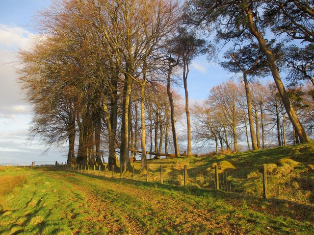 Grass track near Blackhill
