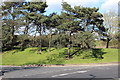 Trees by access to Leicester Forest East Services